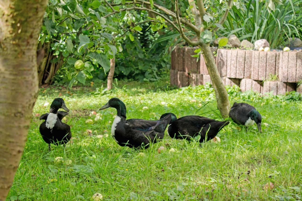 Ferienwohnungen Auf Dem Pommernhof Samtens Екстериор снимка