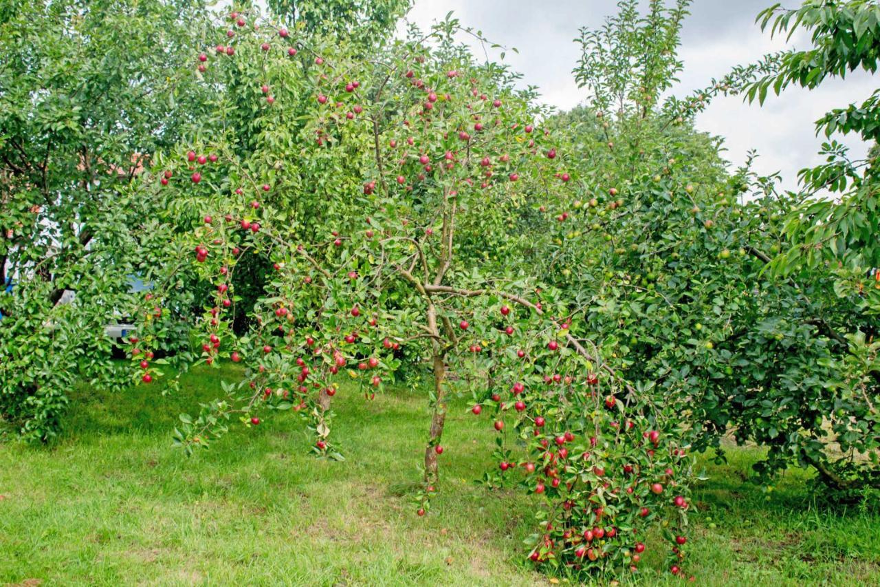 Ferienwohnungen Auf Dem Pommernhof Samtens Екстериор снимка